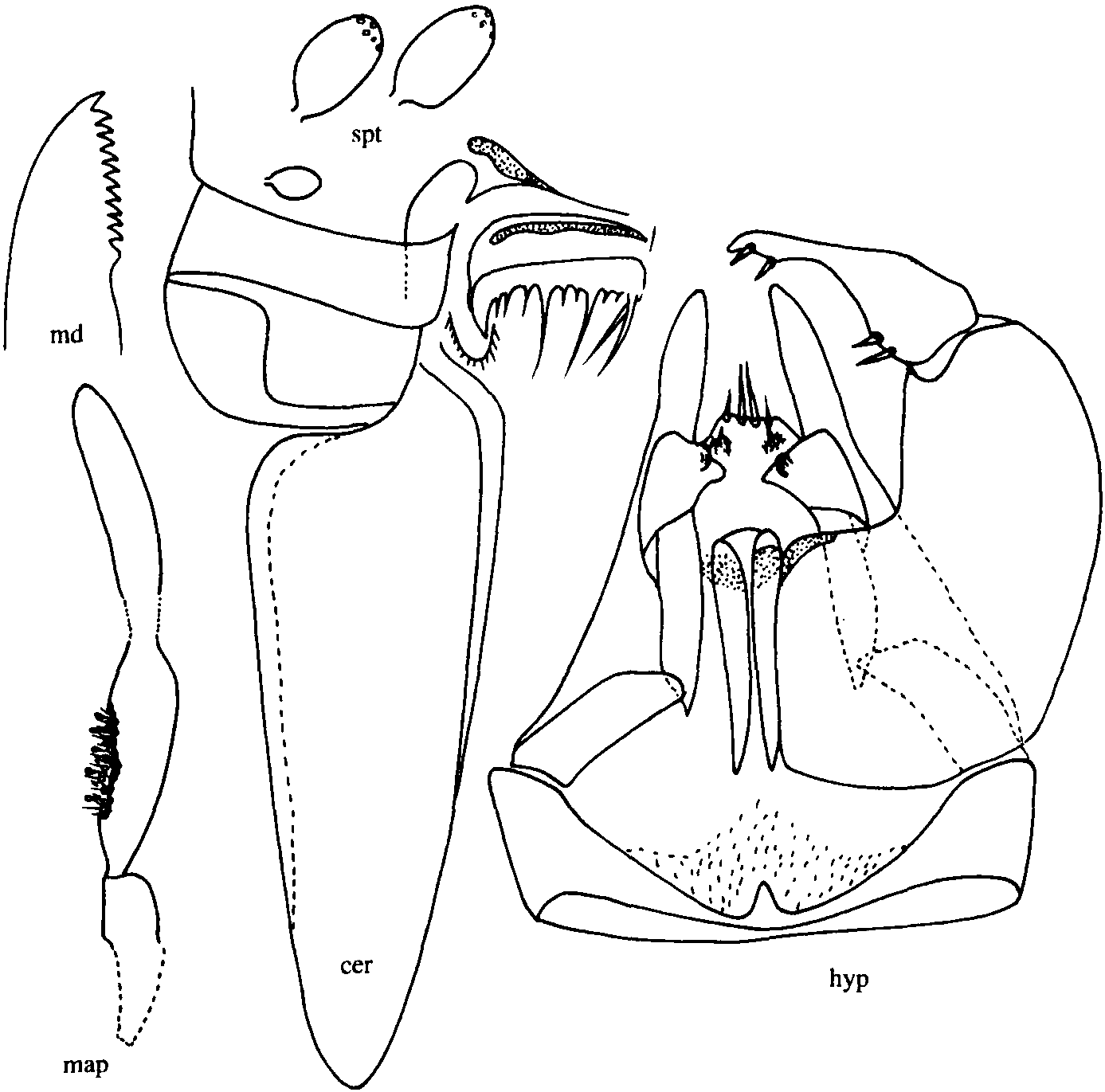 36.長尾細蠓